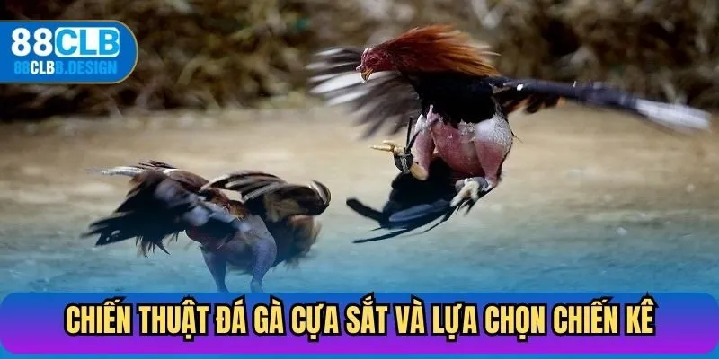 Chiến thuật đá gà cựa sắt và lựa chọn chiến kê