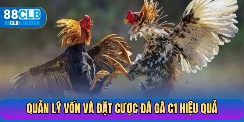 Quản lý vốn và đặt cược đá gà C1 hiệu quả